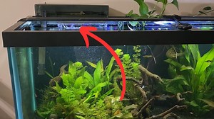 Watch Aquaclear 110 filter for my Large Aquarium with Strong Flow on Amazon Live