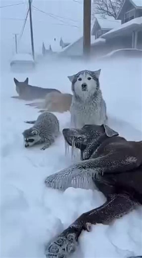 Incredible Rescue During Heavy Snowfall Captured on Camera