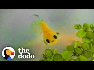 Dying Betta Fish Smiles at his Rescuer | The Dodo Little But Fierce
