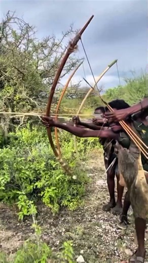 Two Cheetahs in the Trees… Hunters Witness a Rare Bush Moment | Wildlife Awareness