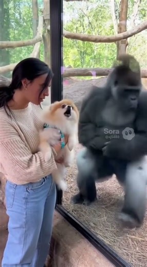 Barking Dog? Gorilla Says “NOPE” 💩😂