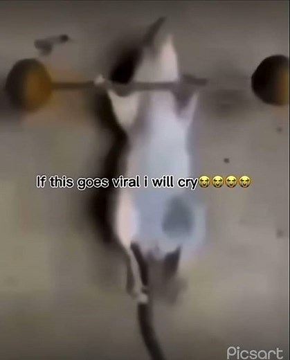 If this goes viral i will cry 😭