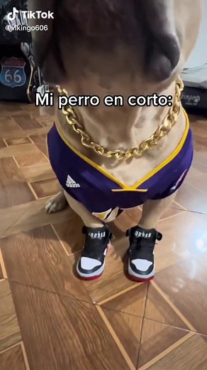 Humor y Memes: ¿Quién No Tiene Estilo?