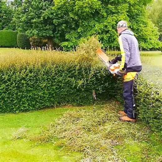 1M views · 8.5K reactions | AMAZING Hedge Recovery, Trimming An Overgrown FORMAL HEDGE | Lawn Care Free | Facebook
