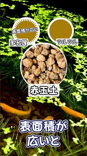 Why using Akadama soil as the substrate for your outdoor medaka biotope makes raising them so muc...