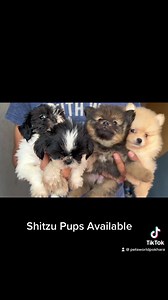 Shih Tzu Pups | Pets World Pokhara