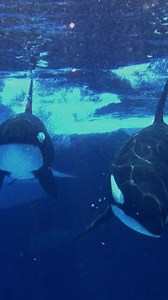 2.2K views · 145 reactions | Attention animal lovers: The next two weekends are all about YOU!​ Inside Look gives you up-close Q&As with our animal care teams, behind the scenes tours of SeaWorld Rescue, and one-of-a-kind animal experiences. Plus you can upgrade your day to add an ALL-NEW dining experience featuring special interactions with unique animal ambassadors!​ ​Learn all about Inside Look at https://bit.ly/3ScjPED | SeaWorld San Diego | Facebook