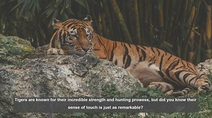 10 Surprising Facts About Tigers Sense of Touch