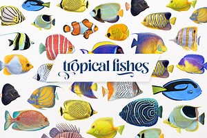 Tropical fish vector illustrations. - Natalka Dmitrova