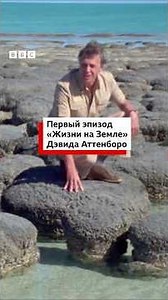 «Жизнь на Земле» Дэвида Аттенборо вышла 16 января 1979 года на Би-би-си.