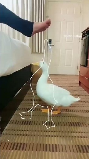 Running Duck 3 (outline trend tiktok)