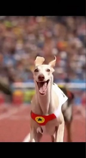 Olympic 100m Sprint: Athletic Dogs Represent the World
