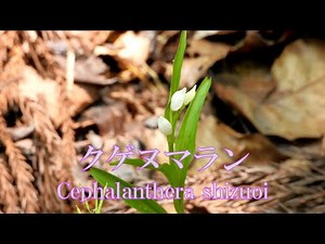 山野草・春編#171 クゲヌマラン（鵠沼蘭）