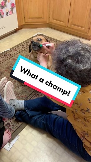 Discover Your Dog's Breed with Cheek Swab Champ