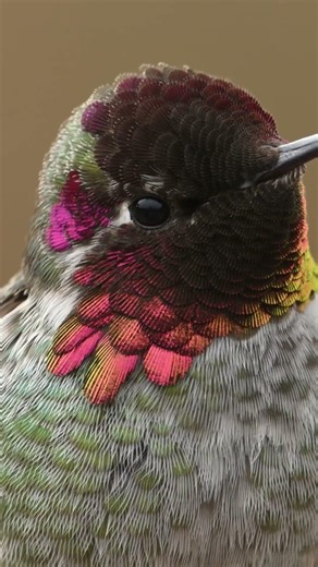 4K close up view of a male Anna’s Hummingbird #wildlife #animal #birds #nature #vancouverisland
