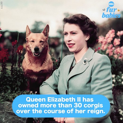 655K views · 10K reactions | Queen Elizabeth II loved corgis and owned more than 30 during her reign. https://gma.abc/3B20MUH | Good Morning America | Facebook