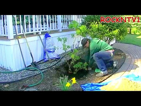 How To Transplant Japanese Andromeda Transplanting Pieris japonica