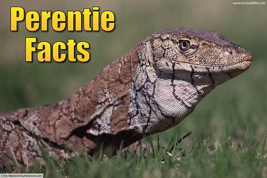 Perentie Facts: Meet The Largest Lizard In Australia. Pictures, Info & Video