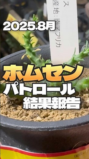 処分品棚に探していたユーフォルビアが！ #塊根植物 #ユーフォルビア #ゴルゴニス #ホムセンパトロール