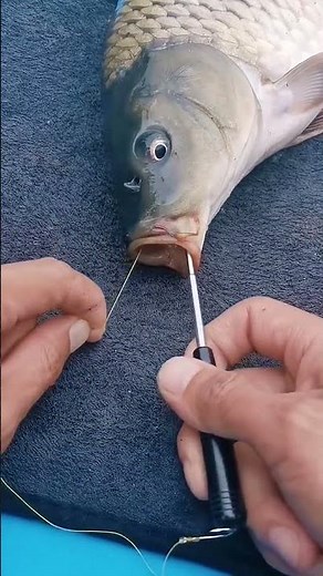 How to easily remove a fish hook 🪝