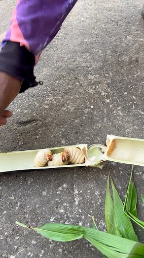 Katur ha Palasan (Rattan Tree) | Aytang Gala