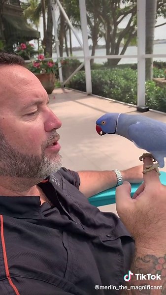 #merlin_the_magnificant #pets #fy #birdsoftiktok #birds #fyp #fypシ #cute #indianringneck #petsoftiktok #talkingbird #violet #bird #animal #indianringneckparakeet #love