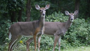 When hunting, excitement can ruin a trophy