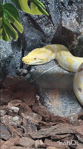 Python ! #python #shorts #shake #reptile #reptiles #fyp #foryou #bestfeed #viral #viralvideo #short