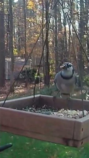 Northern Cardinal Dines on Seeds Before Blue Jay Lands