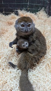 A very special new arrival… One of the rarest primates in the world, over 80% of Alaotran gentle lemurs have been lost of the last few decades. This little baby will be an important addition to their conservation breeding programme 💚 | London Zoo