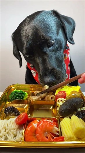 Dogs Eating Gourmet Food Like It's Their Last Meal #dog #funny #trending