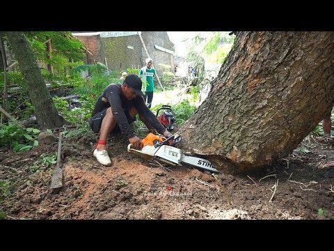 Stuck at risk..!! felling the trembesi tree leaning - stihl ms 881