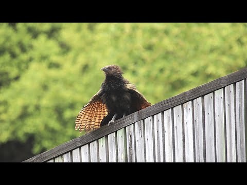 The Pheasant Coucal Different Calls - Townsville, Australia.