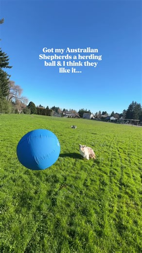 Exploring Australian Shepherd Herding Instincts