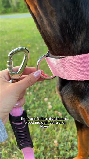42K views · 54 reactions | Upgrade to our No-Pull Dog Harness for safer, more comfortable walks. Unlike collars that can cause neck strain, our harness distributes pressure evenly across the chest and shoulders, preventing choking and improving your dog's comfort. Ensure your dog's safety with our secure No-Pull Harness. Traditional collars may slip off or get caught, but our harness stays firmly in place, giving you total control without discomfort. | Dog Friendly Co. | Facebook