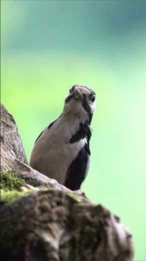 A bird is digging a tree and eating food- 4K