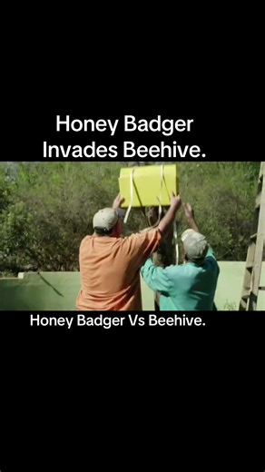 Honey Badger vs Beehive: Why Honey Badgers Raid Hives
