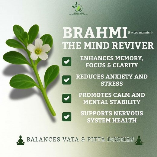 Brahmi – Ayurveda’s Secret to Sharp Mind & Calm Soul