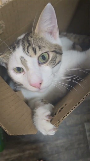 My little Tobbys fave spot! #kitty #kitten #cutecat