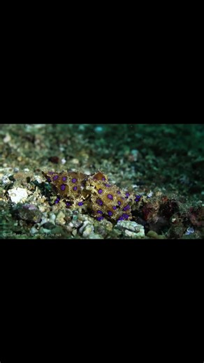 Tiny Octopus, Deadly Venom 😨 #Shorts