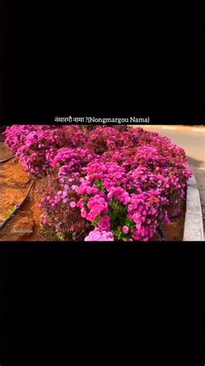 Gwsw Bwrlang|❣️🌼New bodo lyric status|Bodo couple whatsApp status