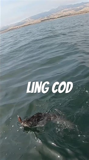 Kayak fishing for big ling cod in leffingwell landing. #kayakfishingtips