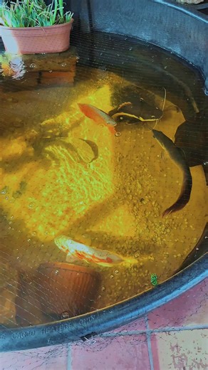 How did this goldfish Survive-