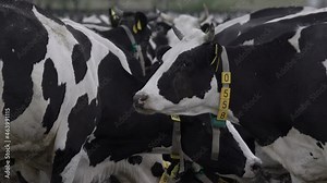 Herd of fattening cows at the feedlot. Milk and Meat Industry.