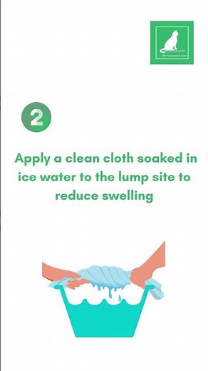 Post injection inflammation // FIP CAT// Subcutaneous Injection