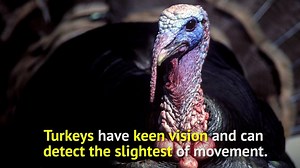 63K views · 1.1K reactions | Do you know much about turkeys? Like they'll eat anything they can fit in their mouths from acorns to spiders! | Texas Parks and Wildlife | Facebook