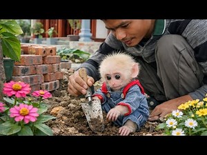 Not Just Playing! Baby Monkey Baba Learns How to Plant Trees with Dad Minh!