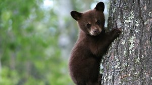 Black Bear Cubs Practice Climbing