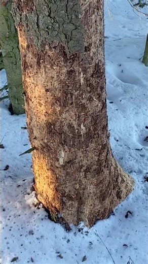 Bark bugs killed our spruce tree 🌲