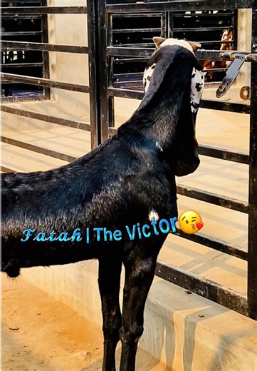 Exploring Goat Farming in Sialkot, Pakistan